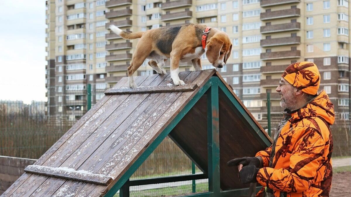 Собачьи законы. Как дело «писающего пса» раскололо москвичей на два лагеря