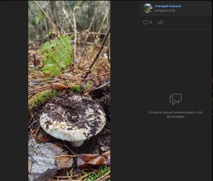 Скриншоты лесных «трофеев», собранных у Дачного поселка