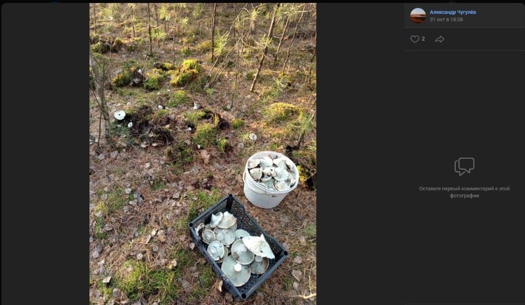 Скриншоты кадров, сделанных в лесах у Красноярского тракта