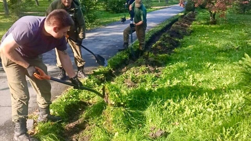 посадка деревьев