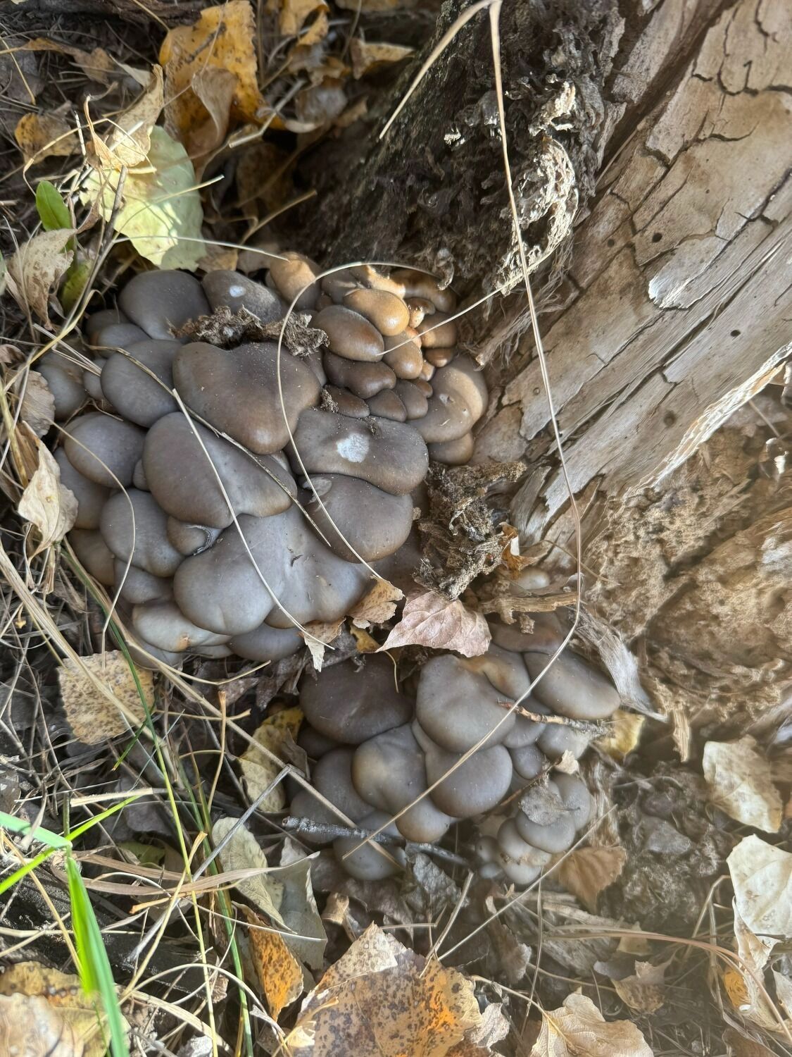 Грибы возле Соль-Илецка