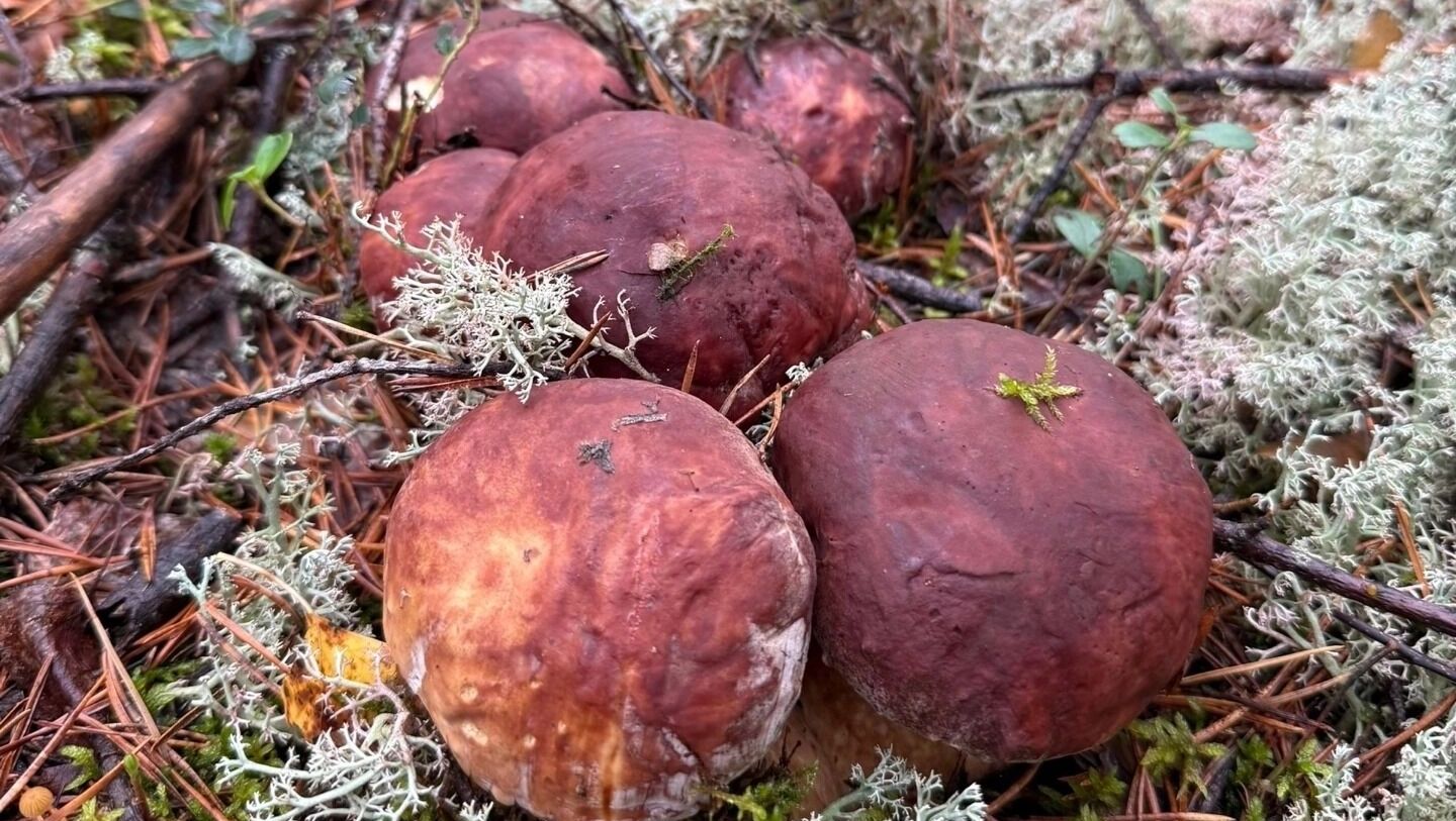 Когда и где собирать грибы? Отвечает эксперт Пермского политеха