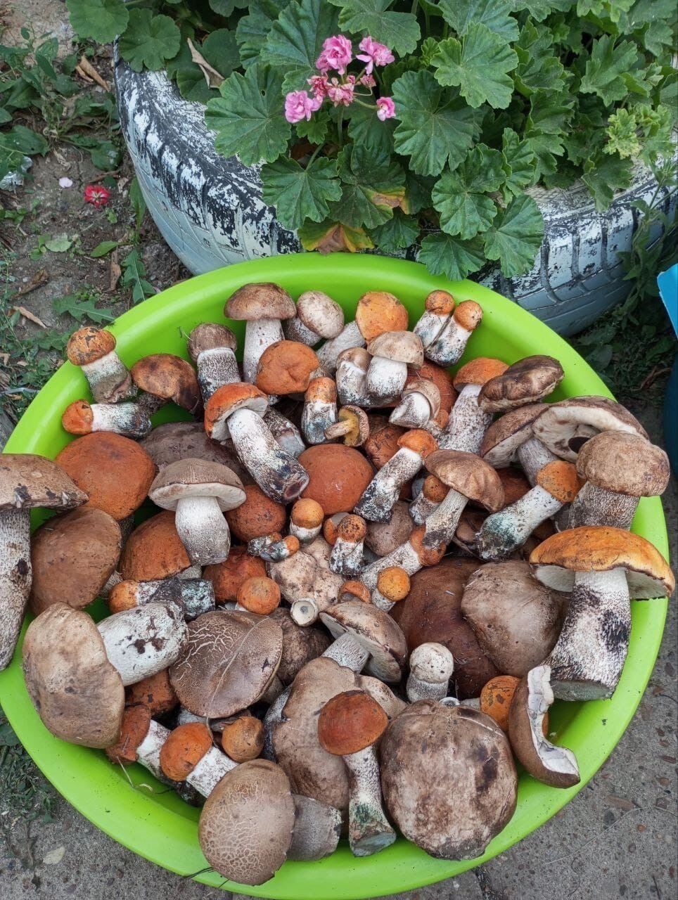 Грибной улов в Оренбуржье 