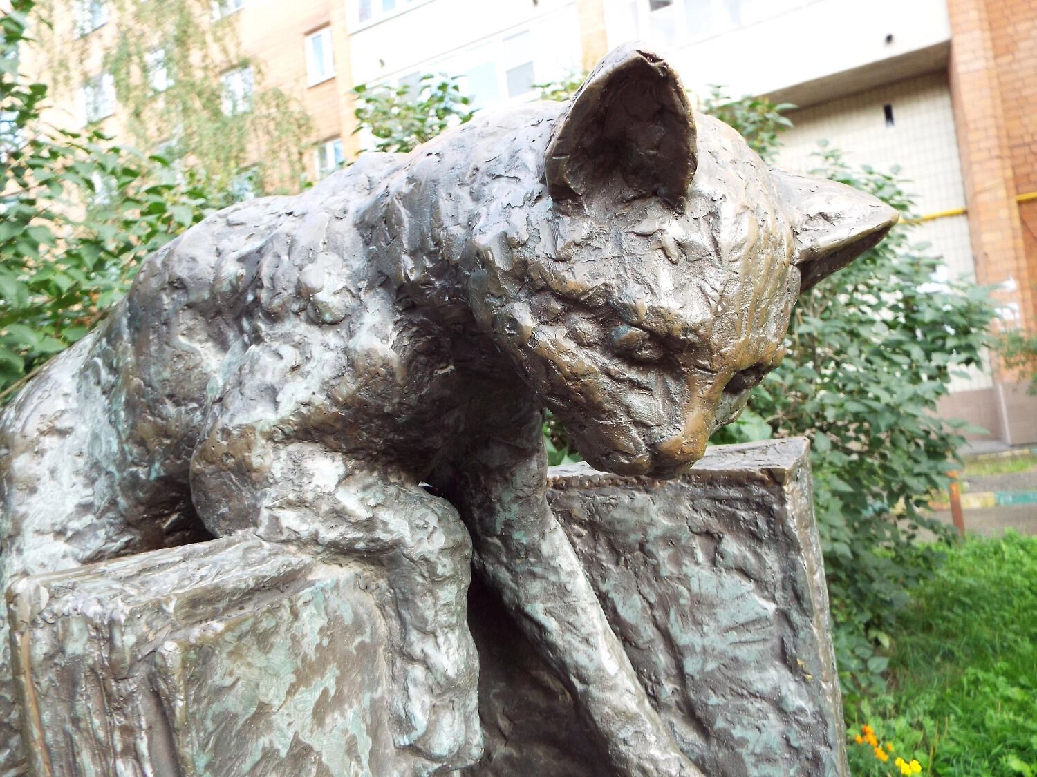 Кот пытается поймать храброго воробья