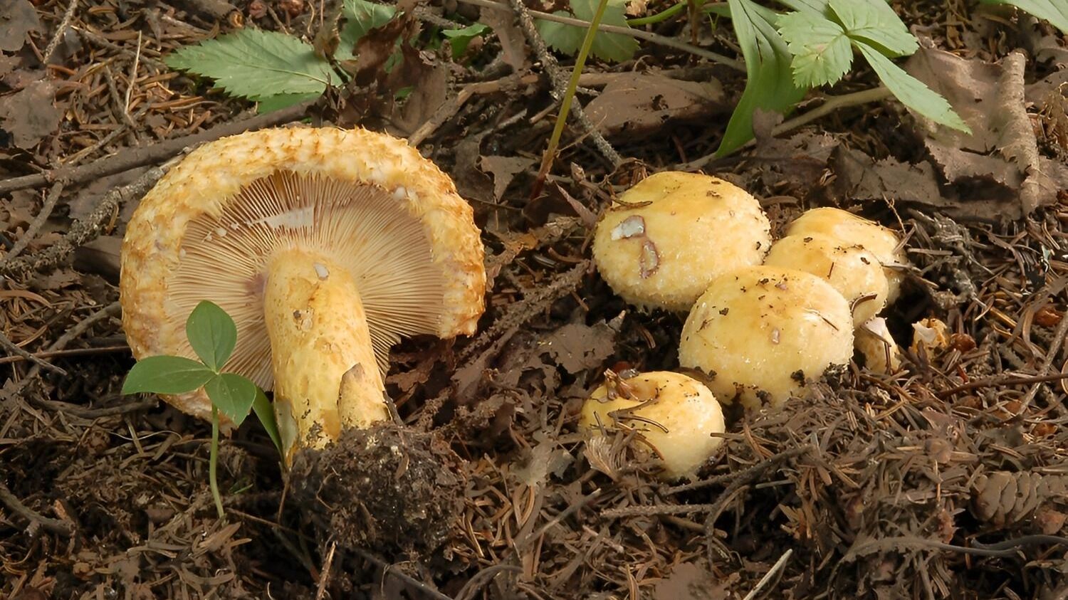 собачий груздь