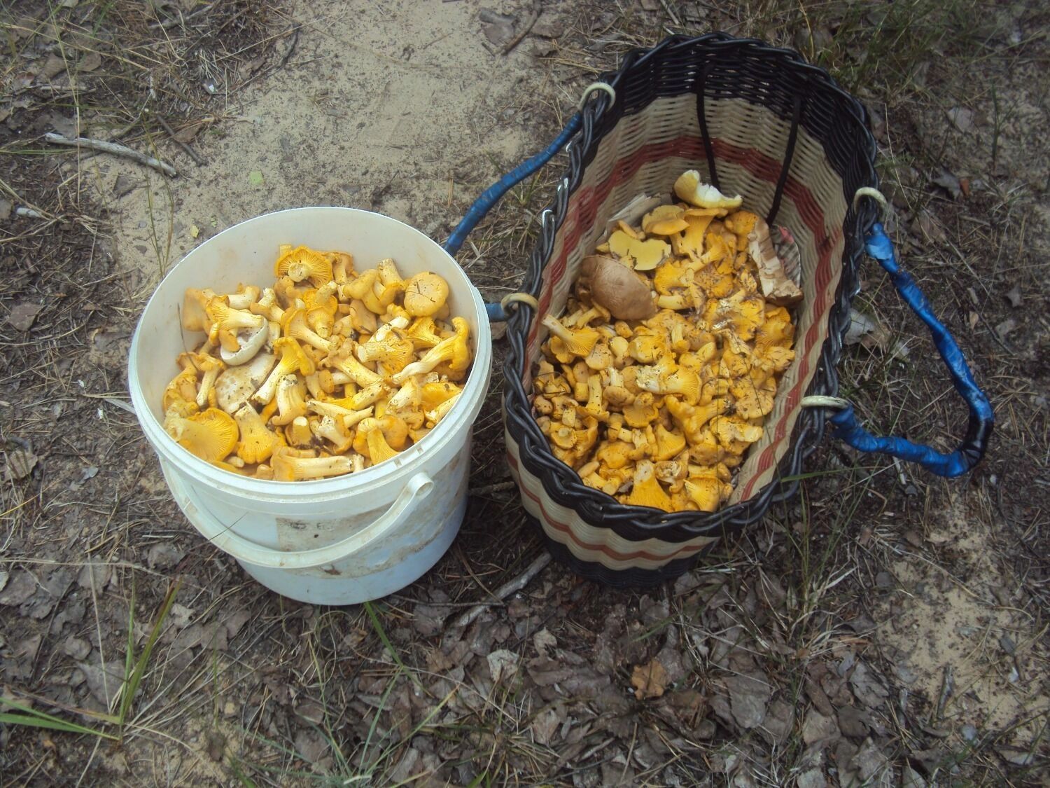 Грибы в Дзержинске