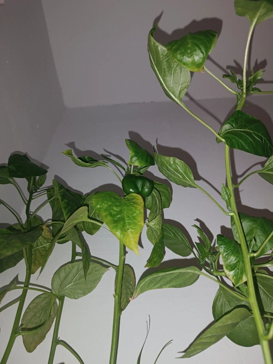 Такая была рассада перцев в 2024 году
