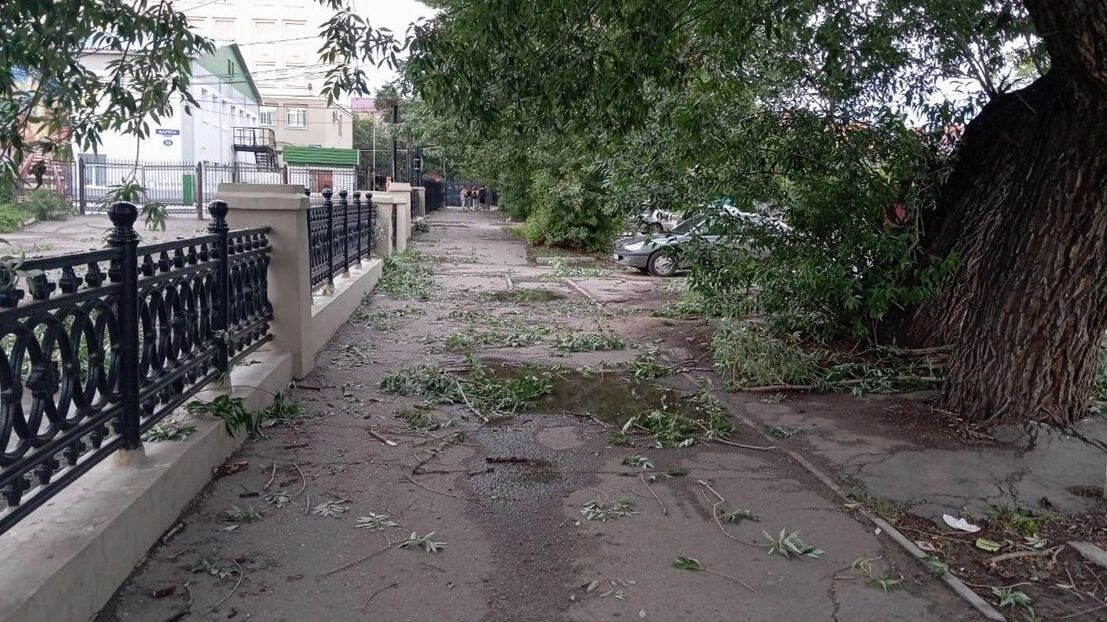 Ветки были везде