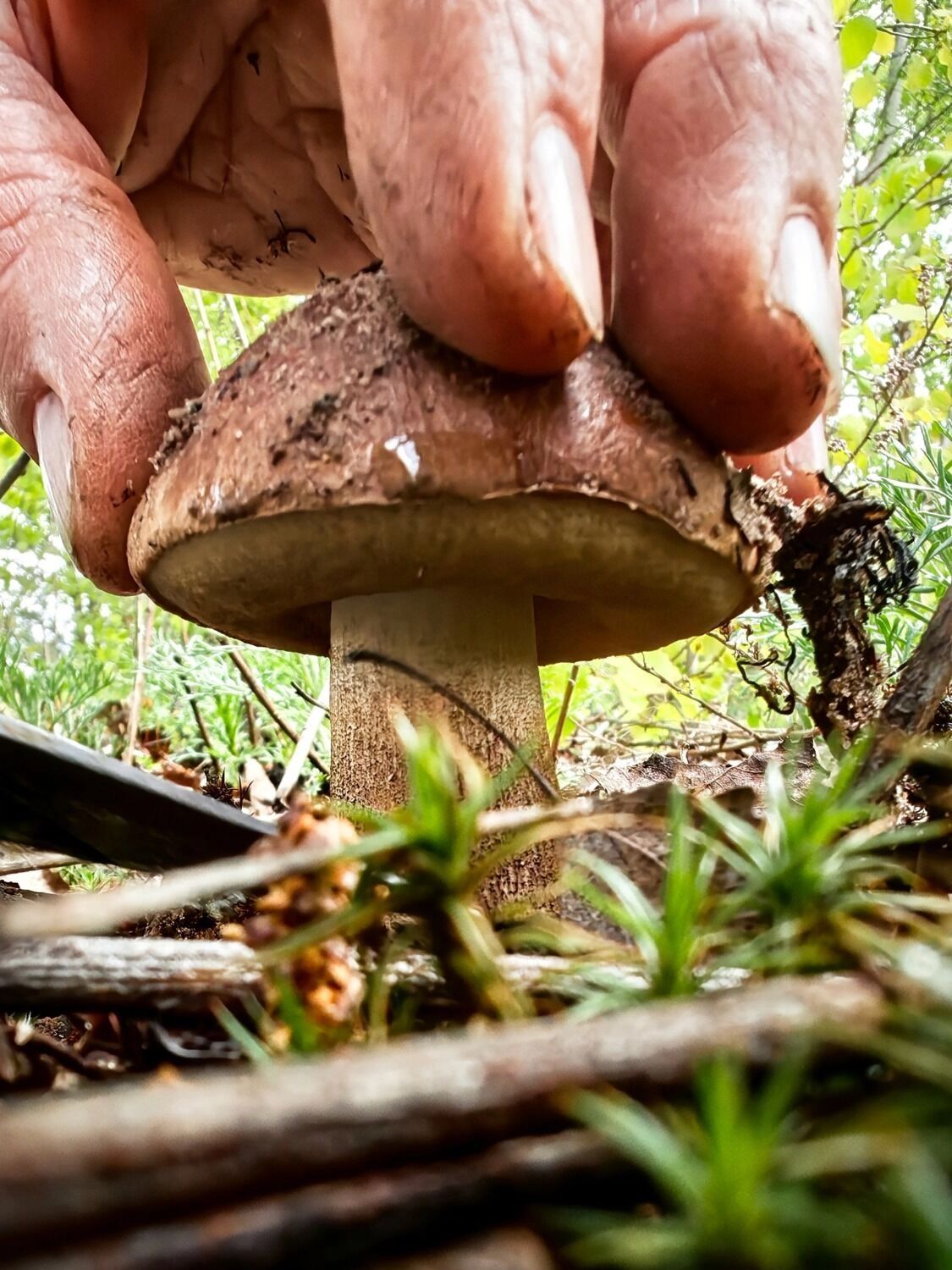 Первые маслята в Нижегородской области