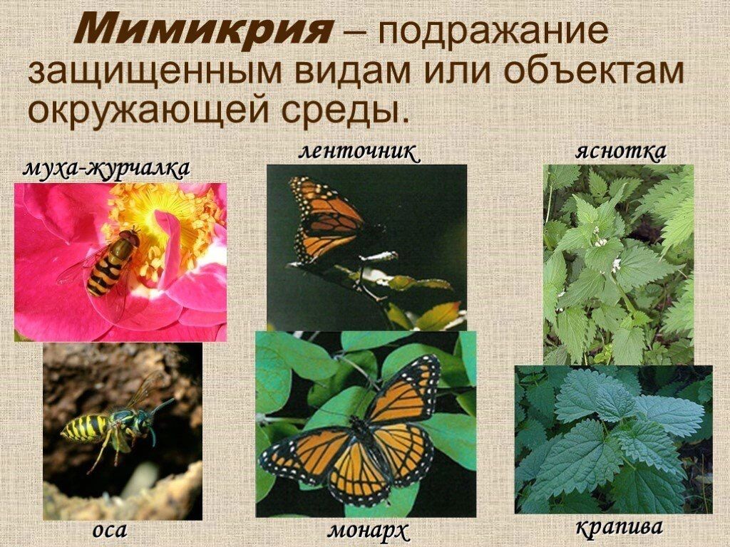 Мимикрия в животном мире — способ выживания.