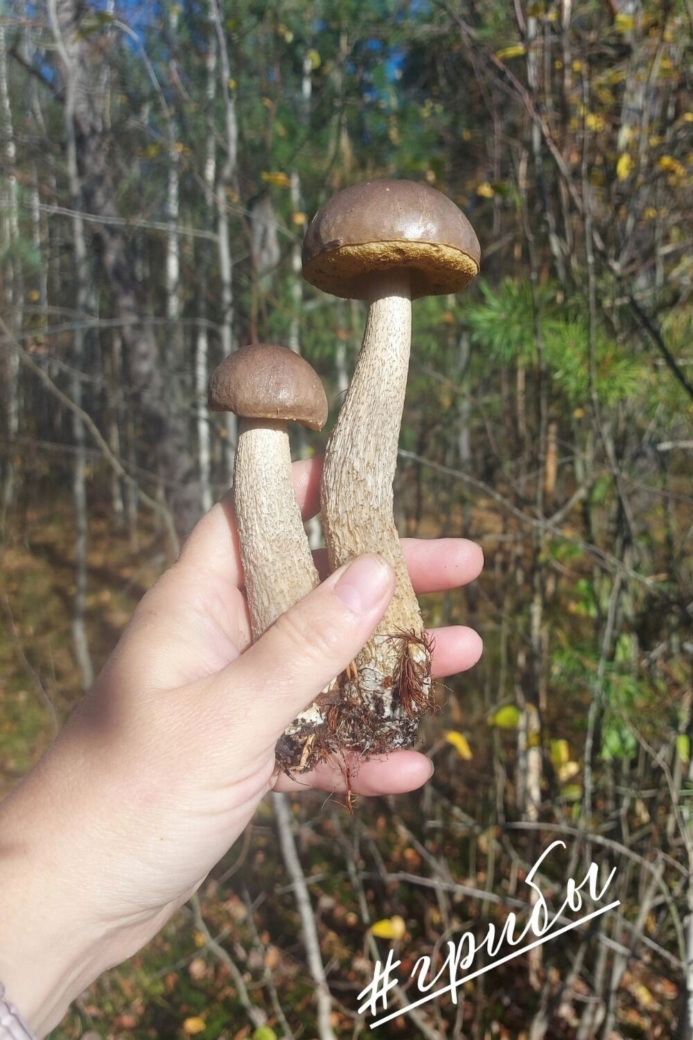 Подберезовики