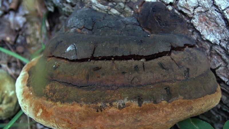 Трутовик опасен для деревьев и полезен для человека