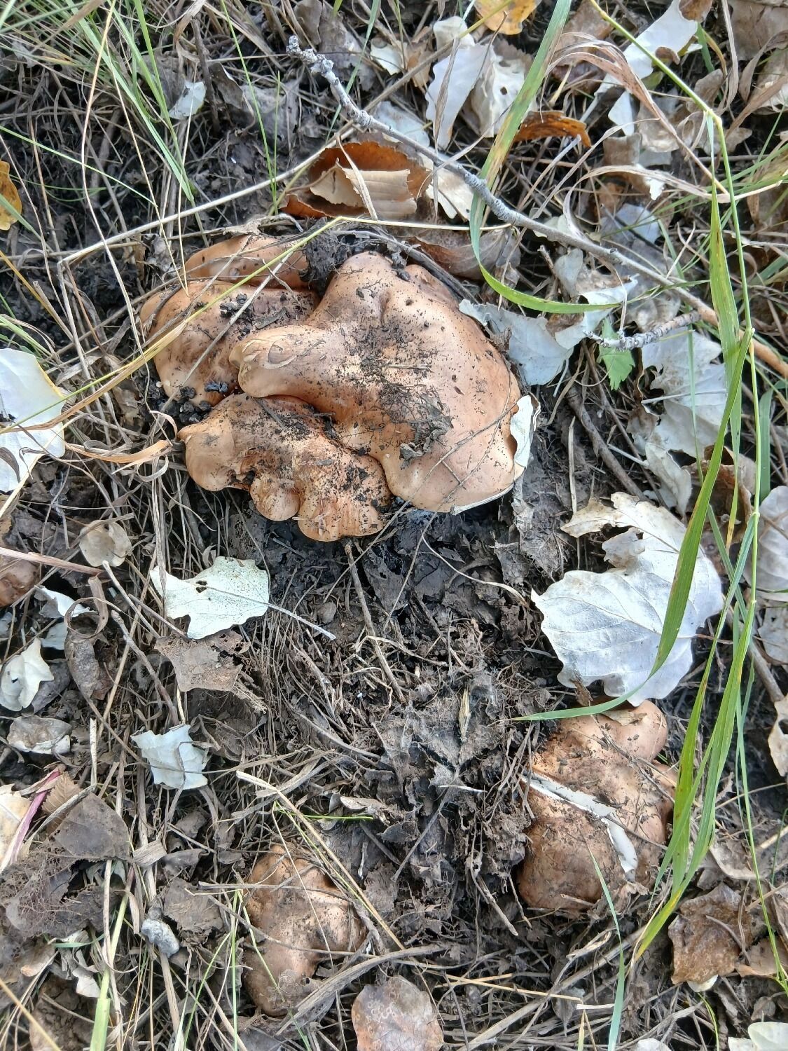 Грибы в Октябрьском районе