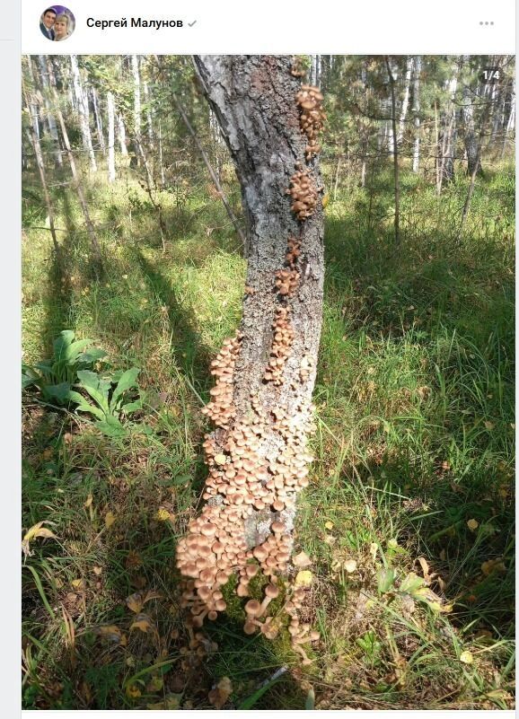 Грибное дерево