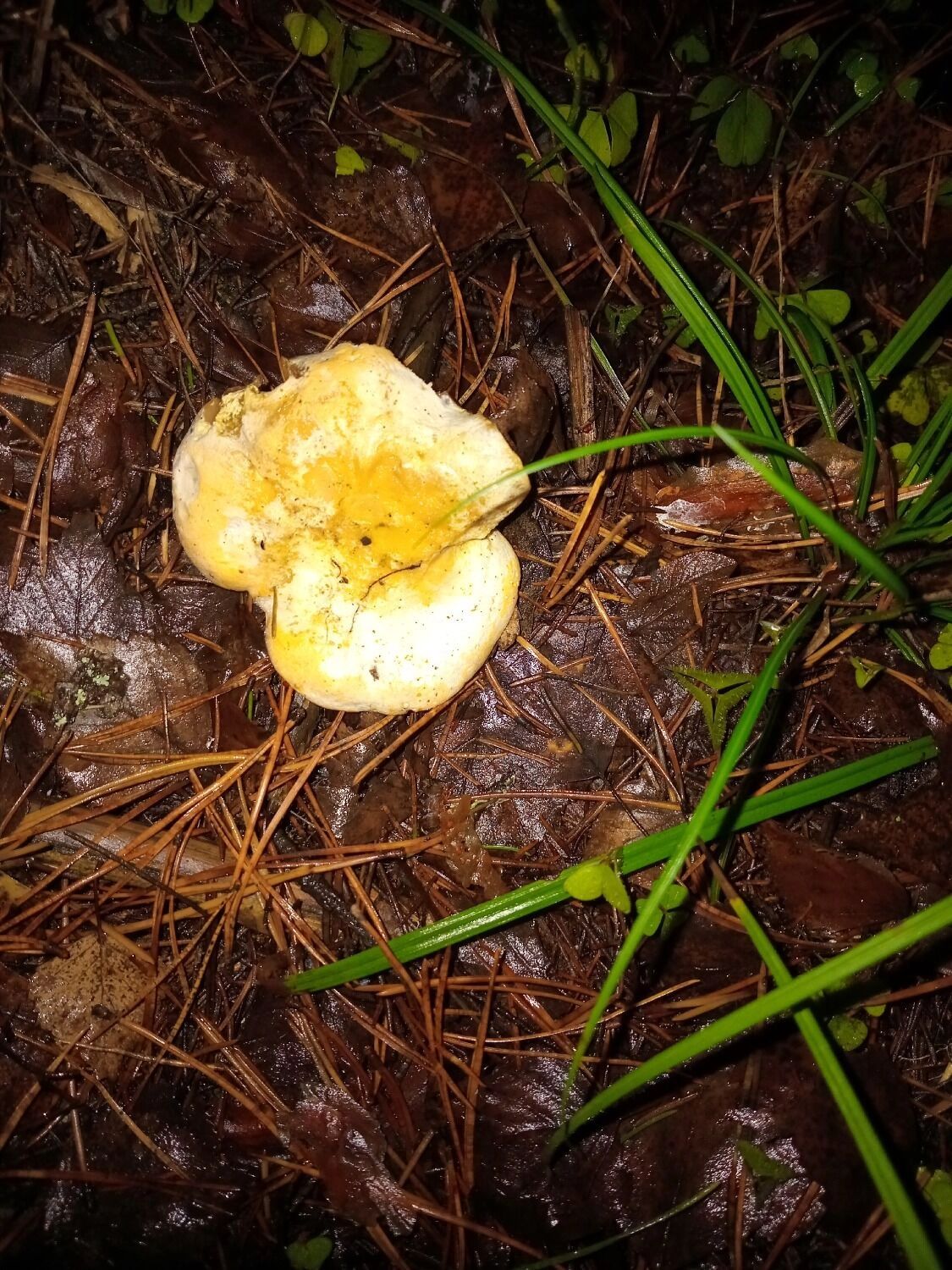 Грибы, найденные в декабре