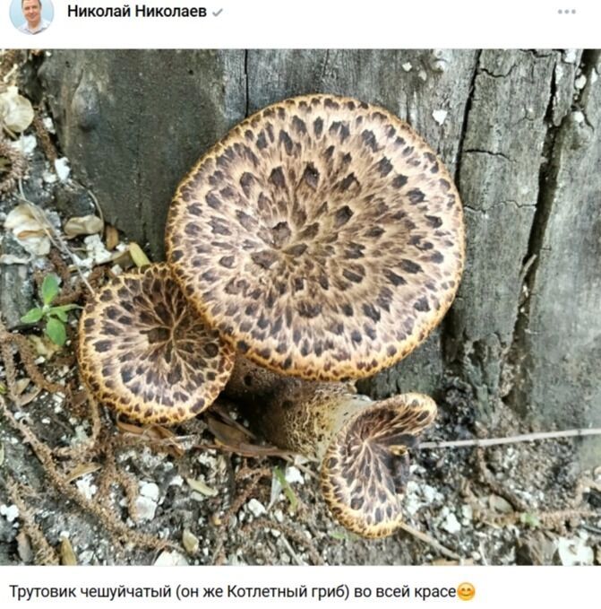 Эти же грибы называют «котлетными»