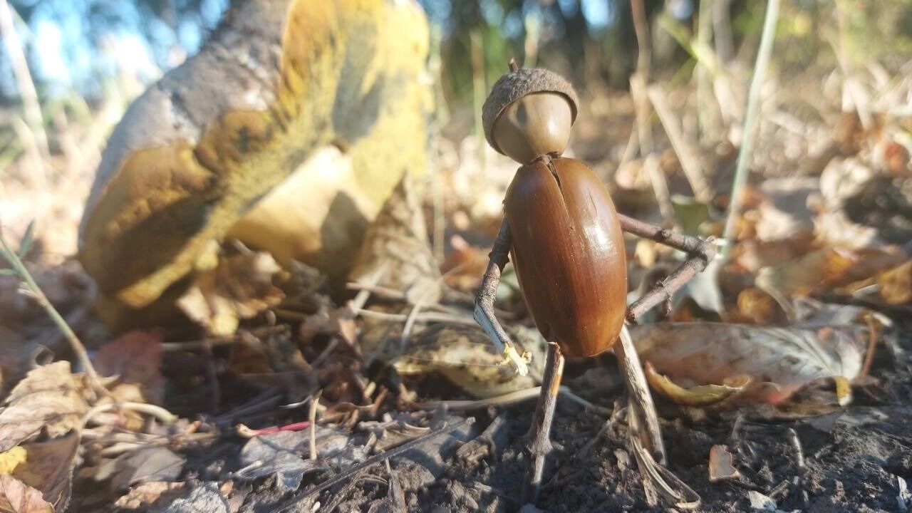 Чащи Волгоградской области заполонили грибы