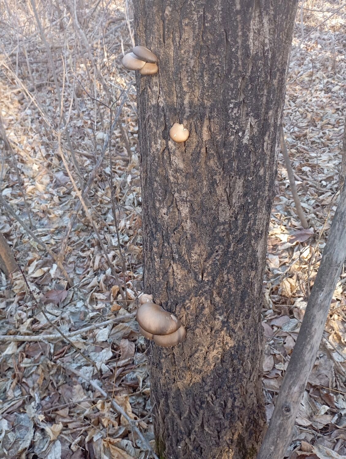 В Оренбуржье в ноябре собирают вешенки.