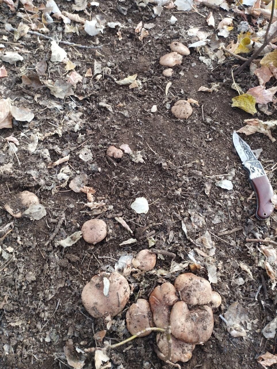 Грибы в Оренбуржье