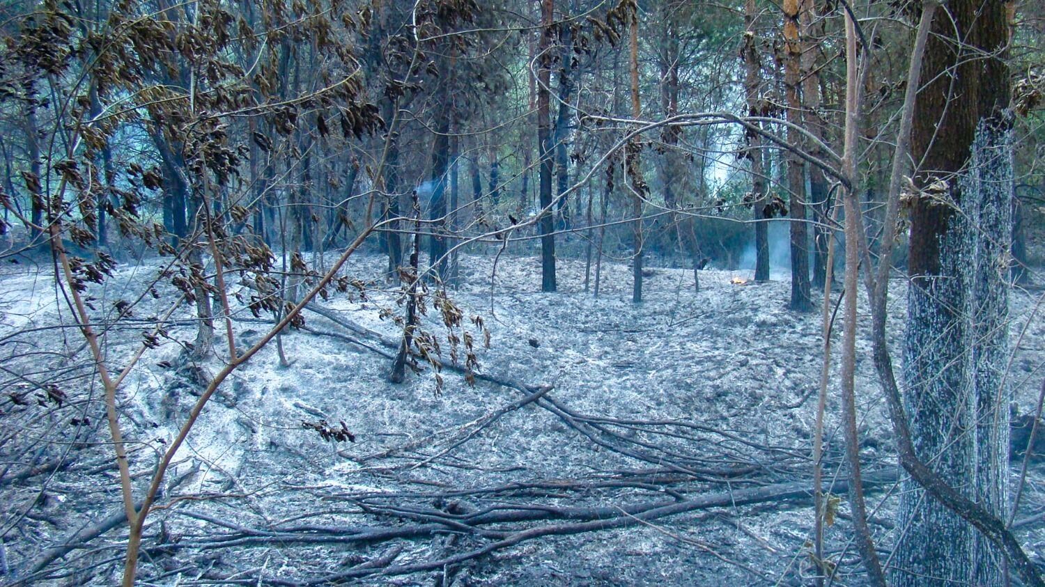 Лесной пожар у деревни Пиголи в 2010 году