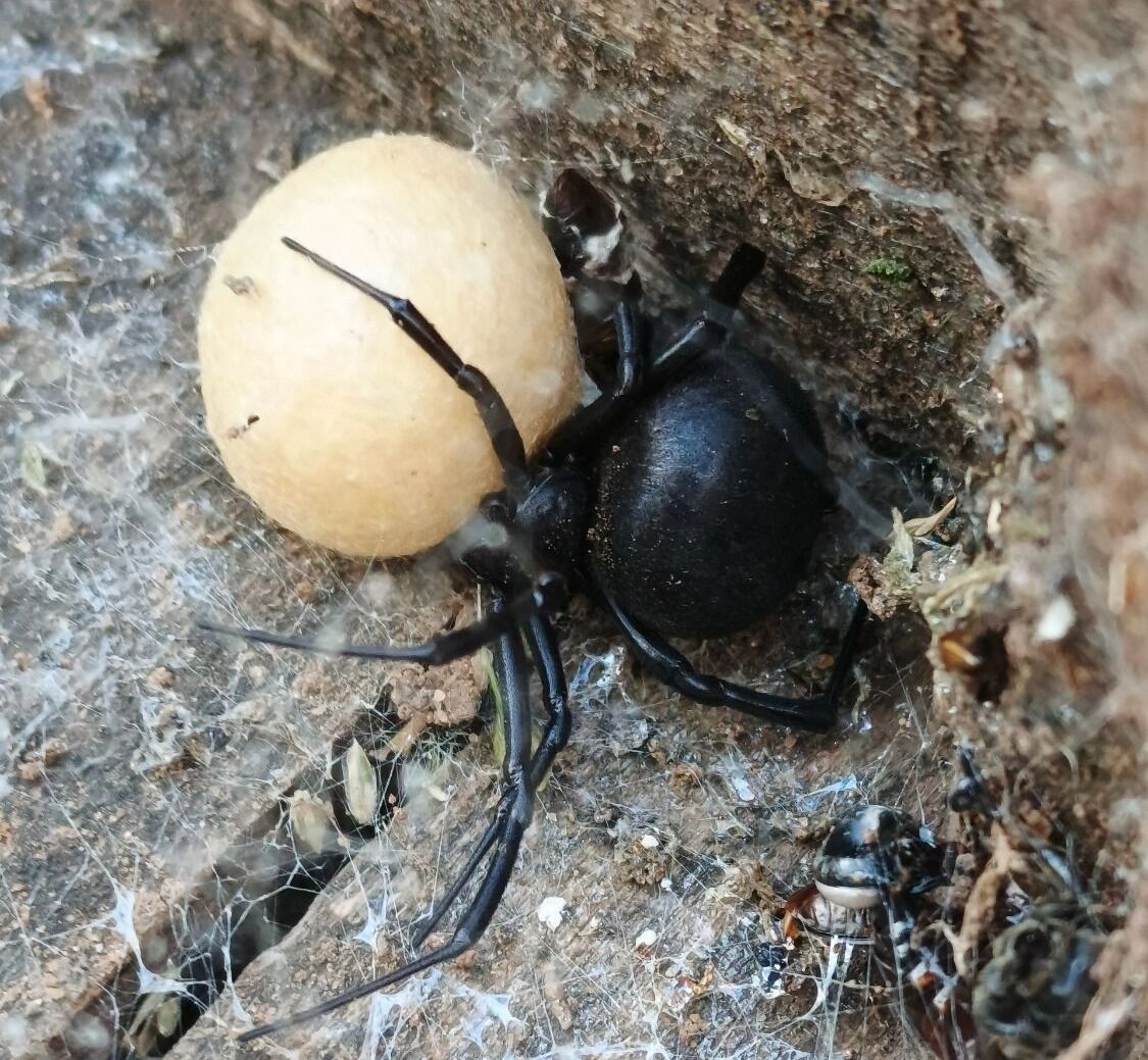 Самка каракурта