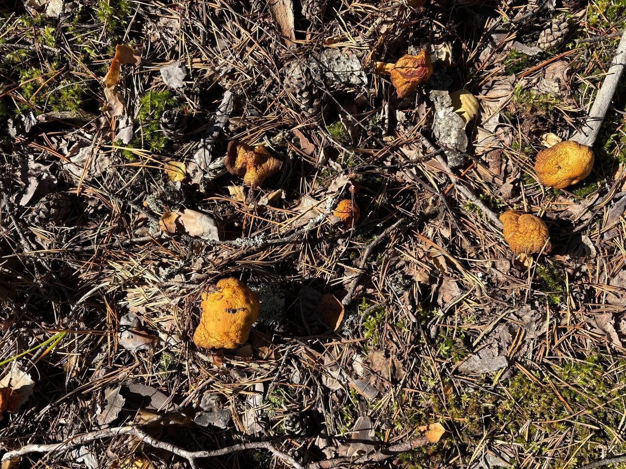 Почти все хорошие грибы уже срезаны