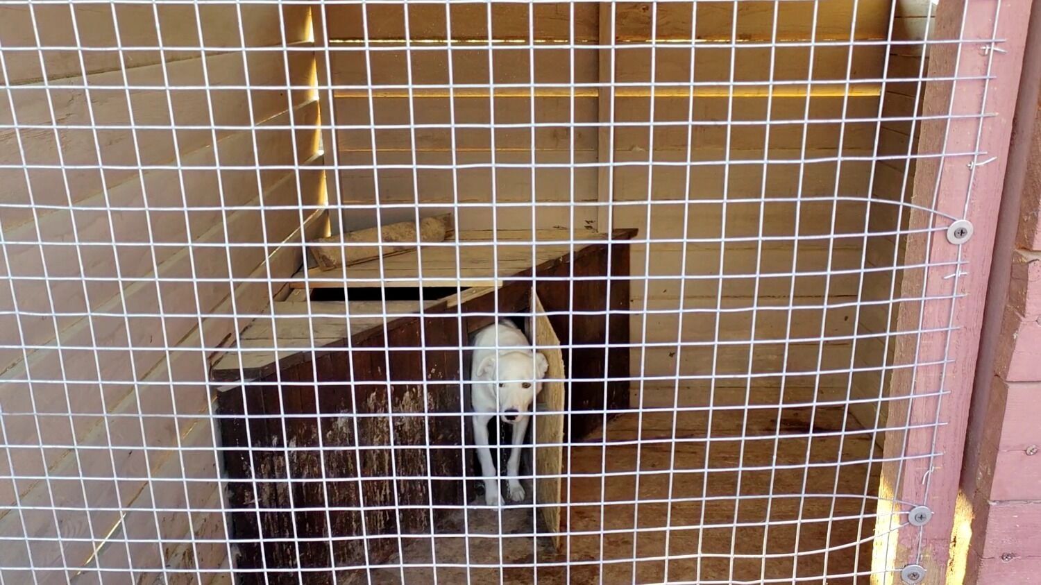 собака в приюте