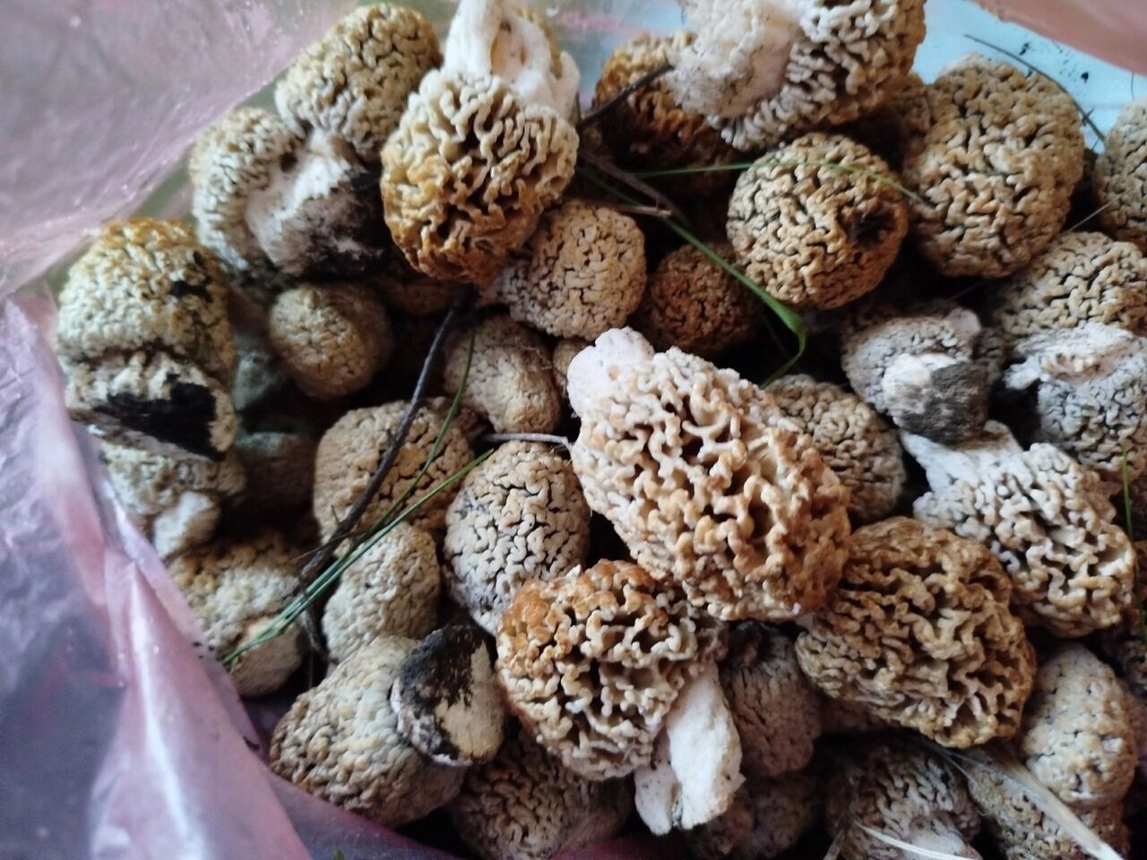 Найденные белгородцами грибы