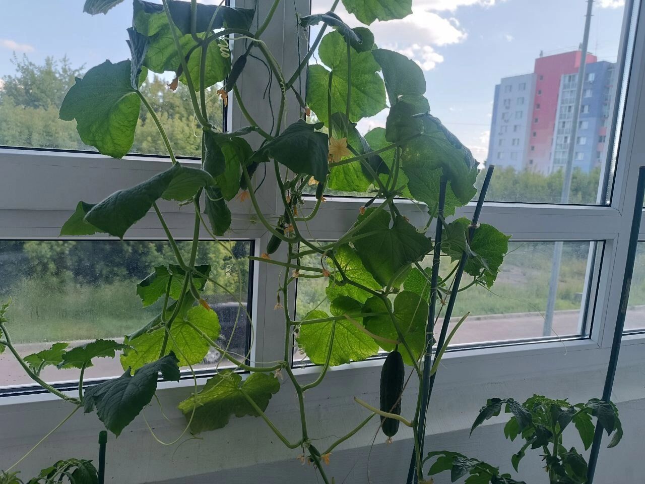 Как выглядит балкон в конце июня 2025 года