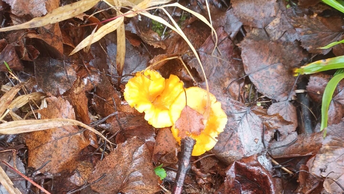 В пермских лесах все еще находят вкусные летние грибы. Рассказываем какие