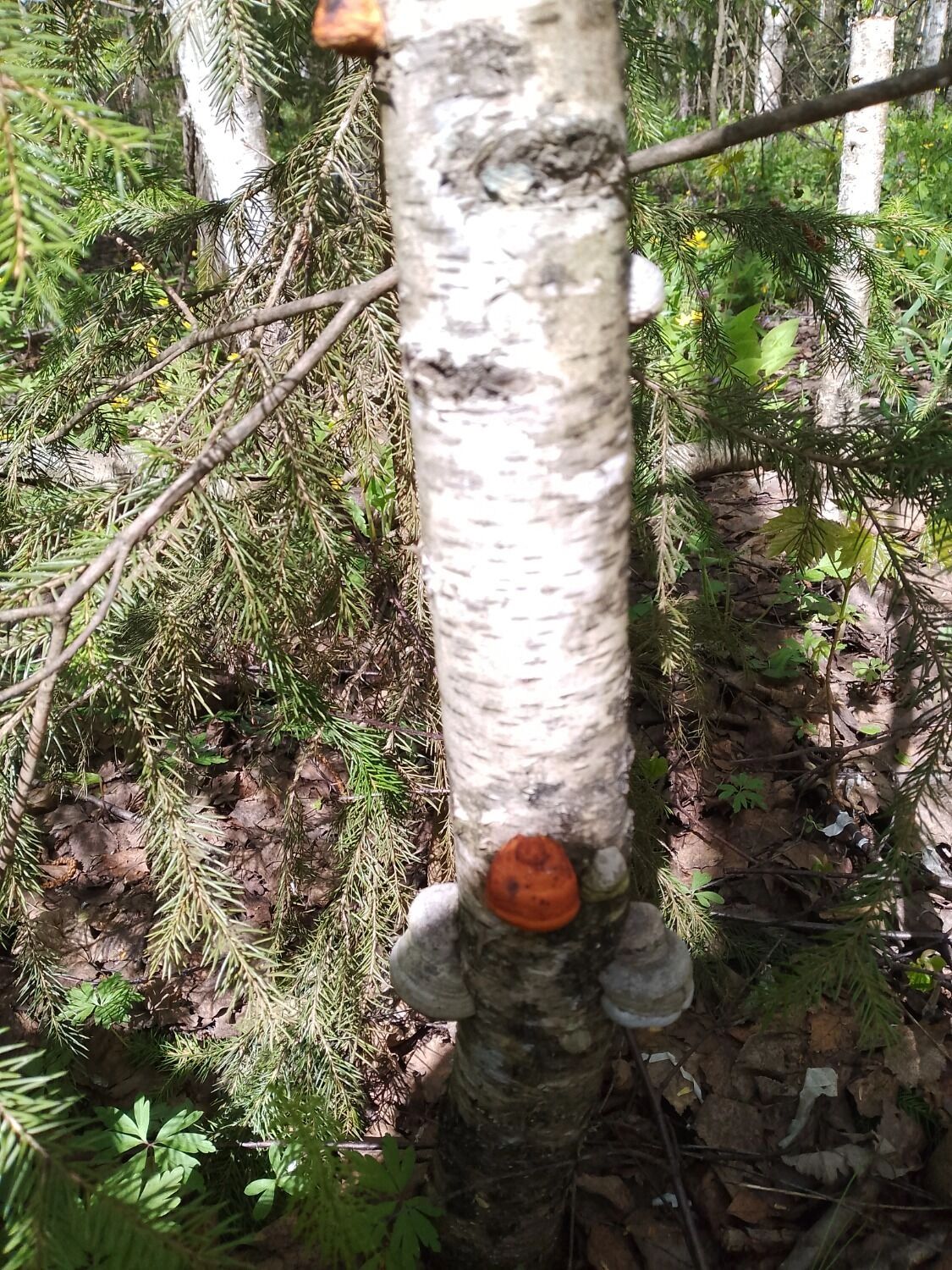 Гриб, но несъедобный