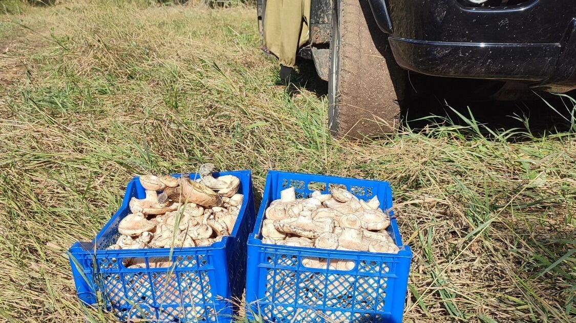 Грибы в Оренбуржье собирают ящиками