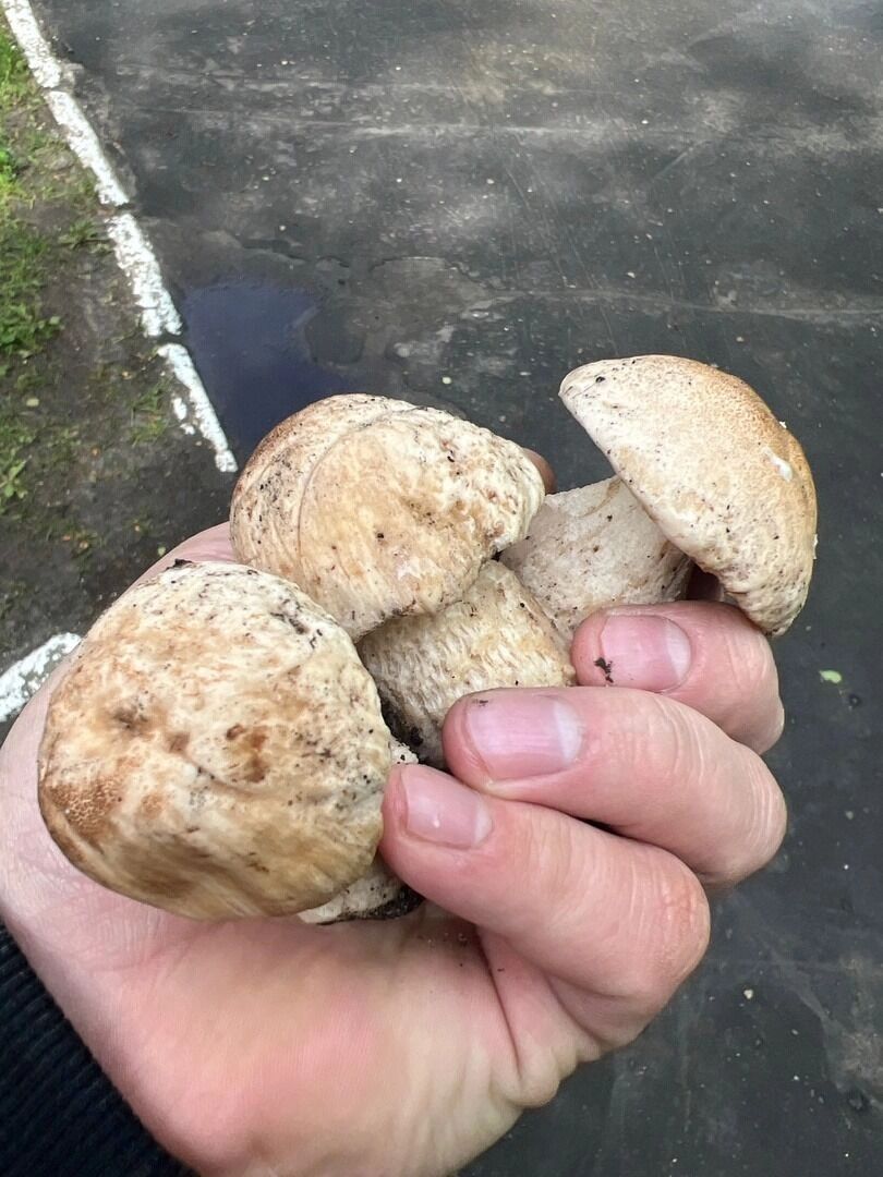 Белые грибы, найденные в мае 2025 года