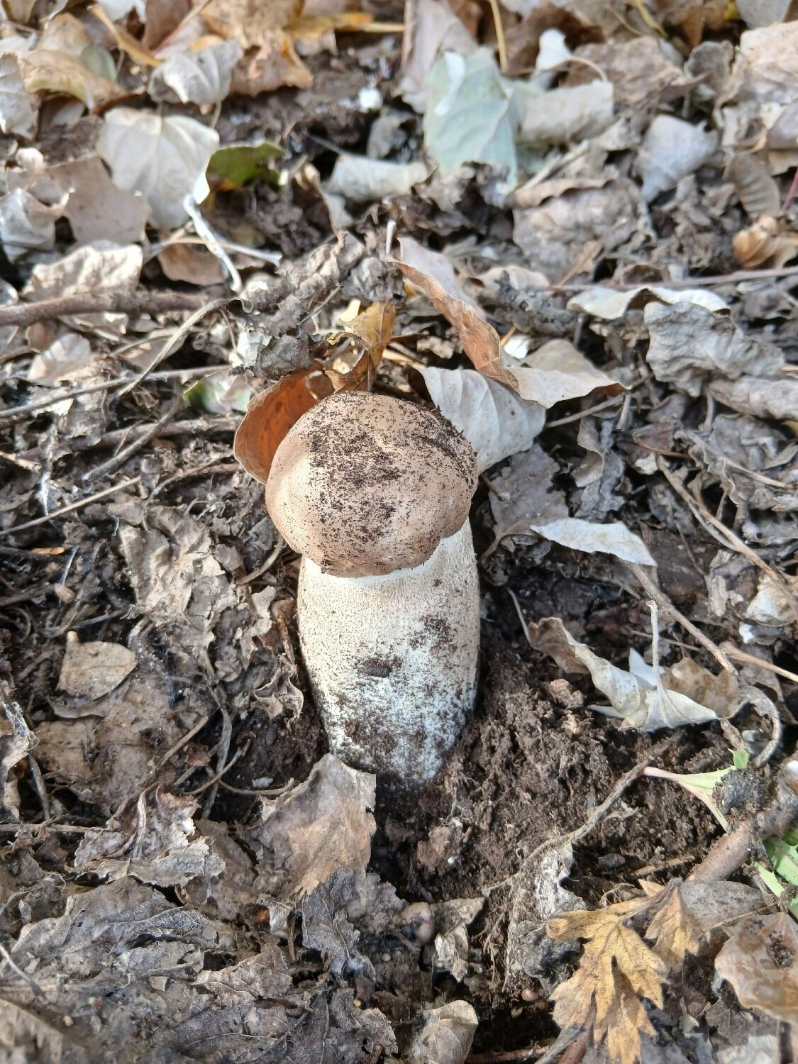 Грибы в Оренбуржье