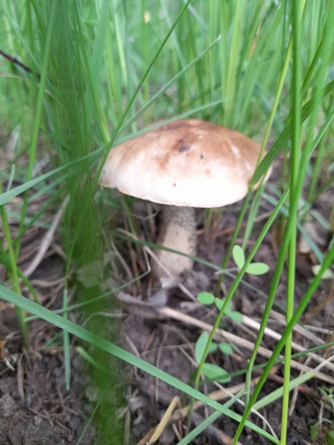 Подберезовики