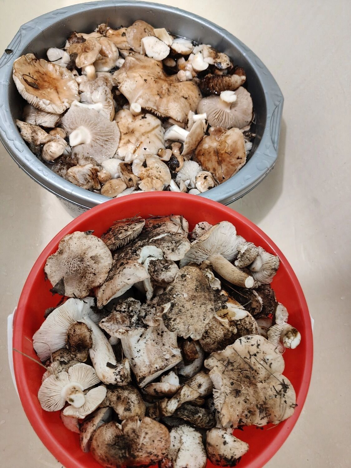 Грибы в Оренбургской области