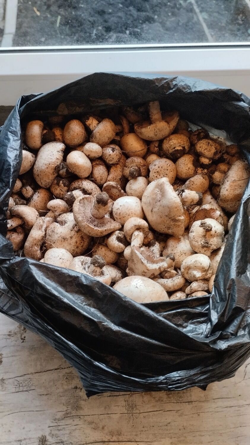 Шампиньоны в Оренбургской области