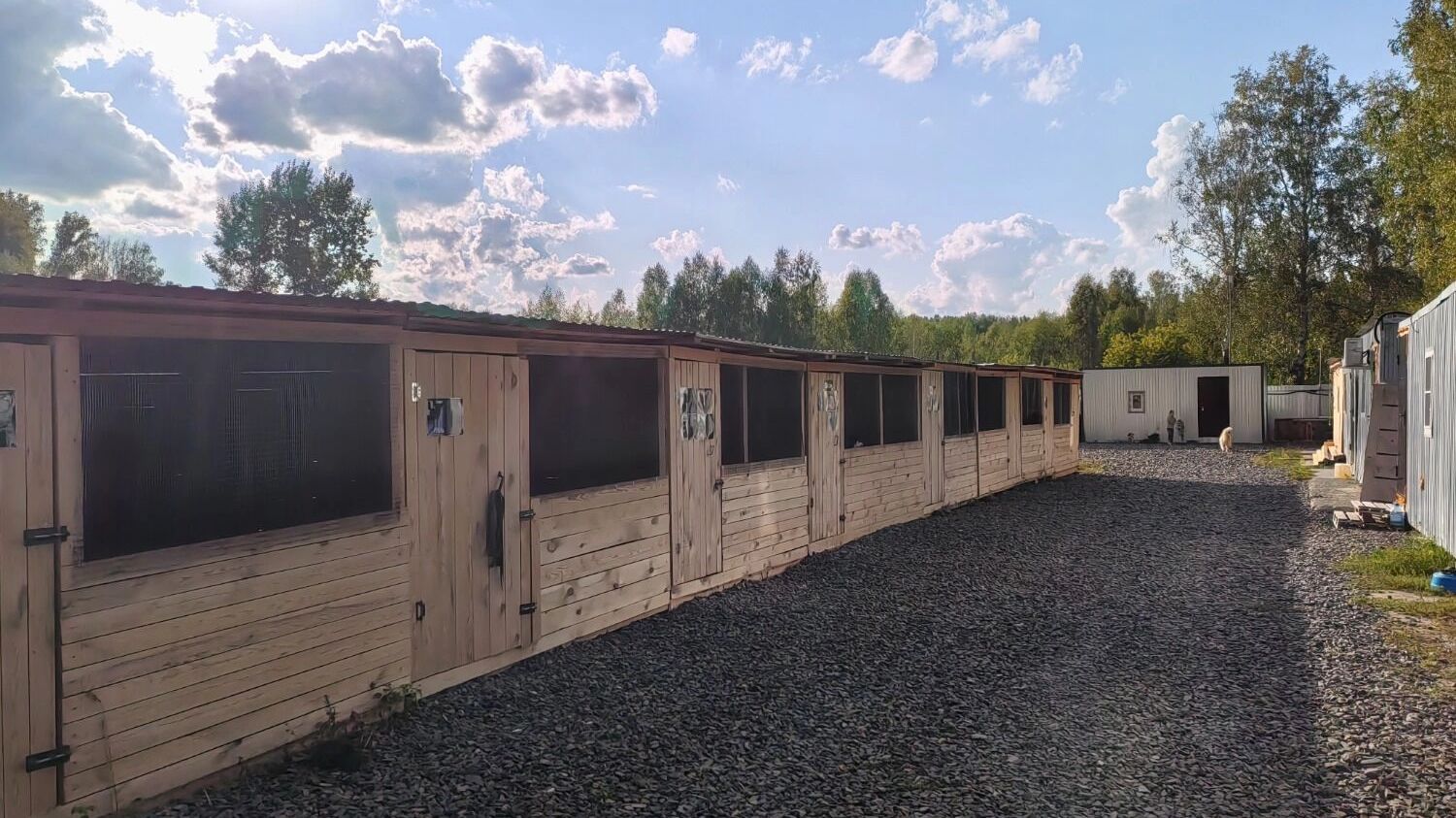 приют для животных