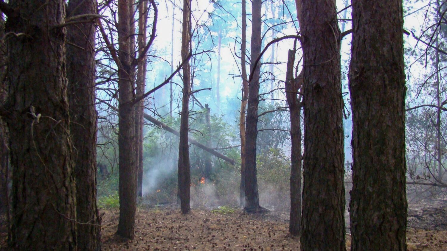 Лесной пожар у деревни Пиголи в 2010 году