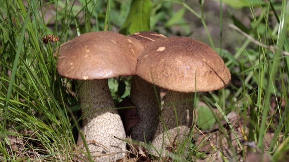 Обабки лучше всего собирать у озера Балтым в Свердловской области