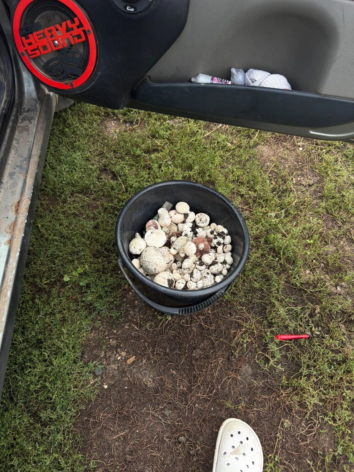 Оренбуржцы показали, какие грибы собрали в лесах в августе