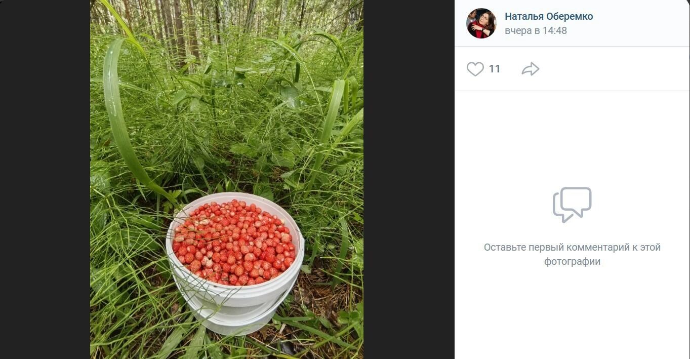 Земляника в поселке Дачный