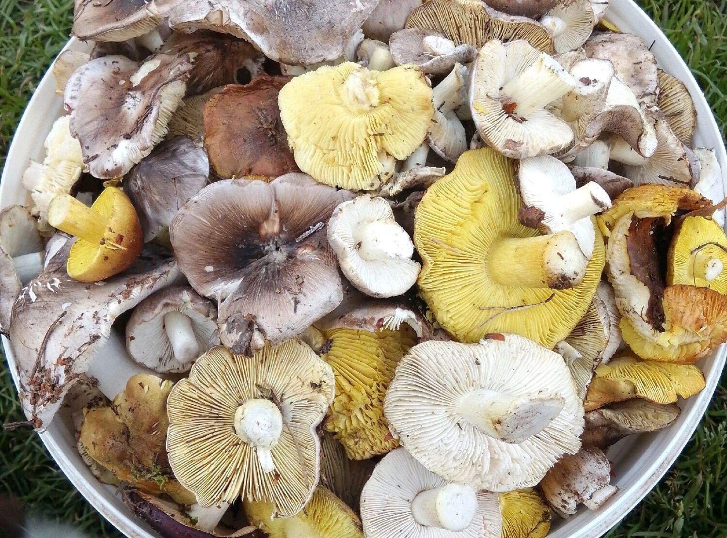 Осенние грибы могут быть вкусными, если их правильно приготовить