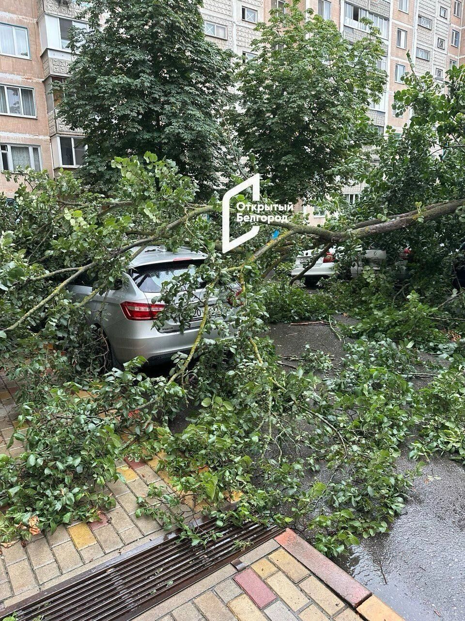 Упавшее на&nbsp;авто дерево в Белгороде 