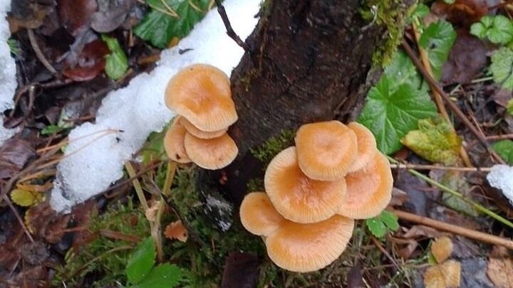 Зимние опята в Нижегородской области (ноябрь 2024 года)