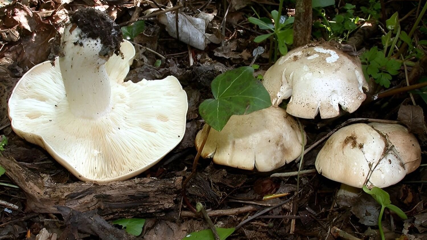 майские грибы