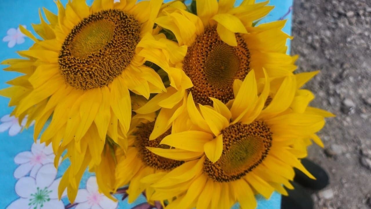 Что продают канадцы в Нижегородской области