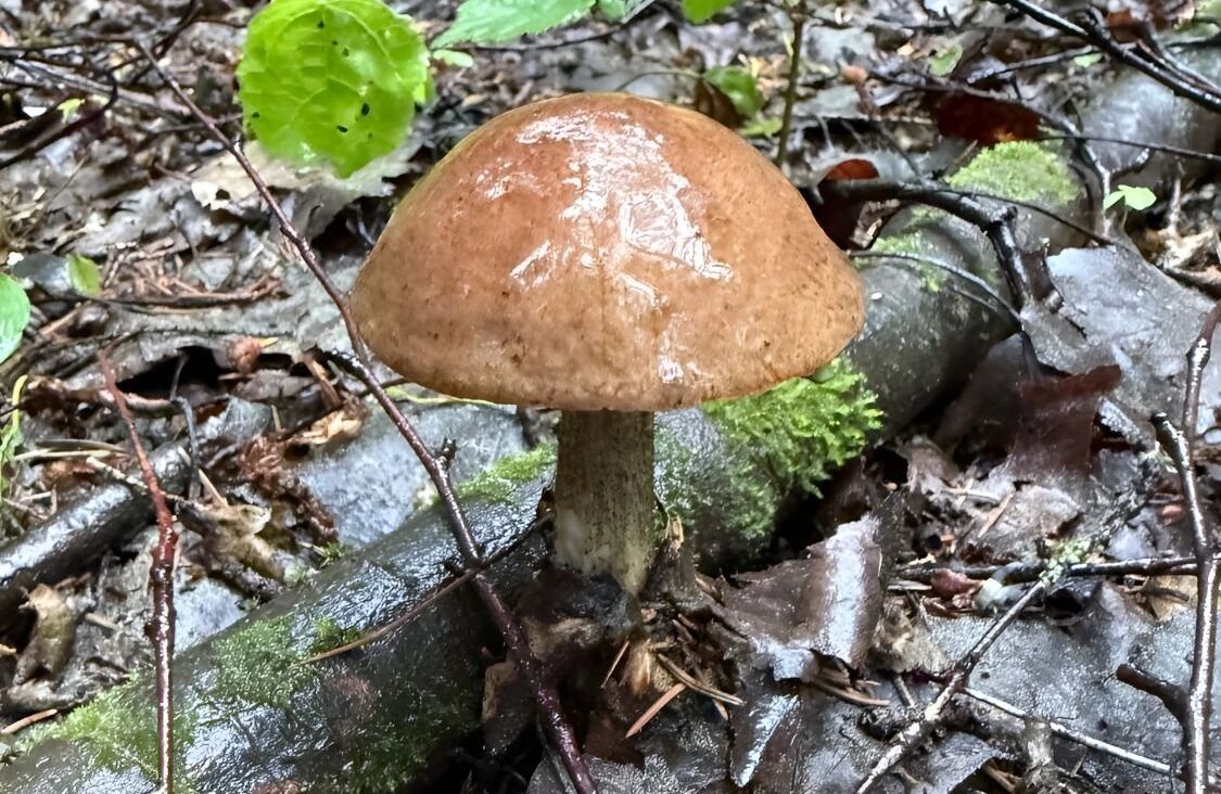 подберезовик