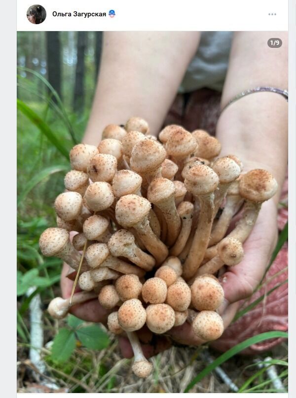 Много опяток