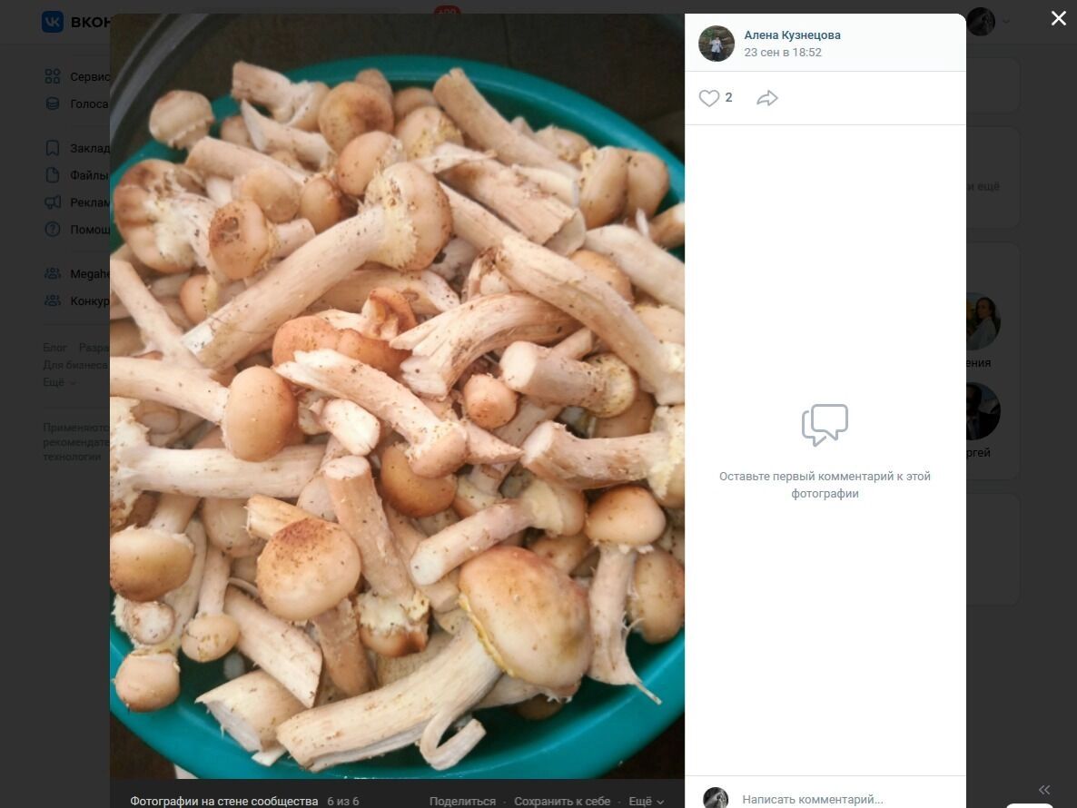 Опята в Любинском районе